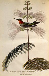 Colibrí garganta de rubí (Archilochus colubris), grabado de Les trochilidees ou les colibris et les oiseaux-mouches de René Primevère Lesson