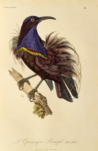 Macho adulto de Ave Fugaz del Paraíso (Ptiloris paradiseus), grabado de Histoire naturelle des oiseaux de paradis et des epimagues de René Primevère Lesson