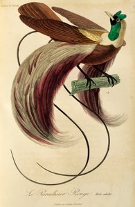 Macho adulto de Ave de Paraíso Roja (Paradisaea rubra), grabado de Histoire naturelle des oiseaux de paradis et des epimagues de René Primevère Lesson