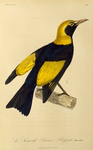 Macho adulto de pájaro enano (Sericulus chrysocephalus), grabado de Histoire naturelle des oiseaux de paradis et des epimagues de René Primevère Lesson