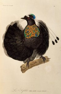 Macho adulto de Parotia occidental (Parotia sefilata), grabado de Histoire naturelle des oiseaux de paradis et des epimagues de René Primevère Lesson