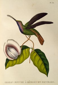 Sabrewing lazulino (Campylopterus falcatus), grabado de Les trochilidees o colibríes y picaflores de René Primevère Lesson