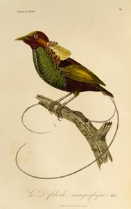 Macho de ave magnífica (Cicinnurus magnificus), grabado de Histoire naturelle des oiseaux de paradis et des epimagues de René Primevère Lesson