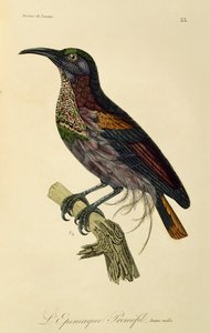 Macho joven de avefría del paraíso (Ptiloris paradiseus), grabado de Histoire naturelle des oiseaux de paradis et des epimagues de René Primevère Lesson