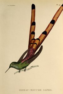 Cometa de cola roja (Sappho sparganurus), grabado de Les trochilidees o colibríes y picaflores de René Primevère Lesson