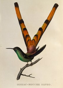Cometa de cola roja (Sappho sparganurus), grabado de Les trochilidees o colibríes y picaflores de René Primevère Lesson