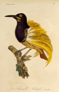 Macho joven de ave de paraíso de doce pelos (Seleucidis melanoleuca), grabado de Histoire naturelle des oiseaux de paradis et des epimagues de René Primevère Lesson