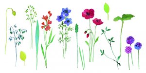 Coloridas flores en acuarela de Renate Holzner