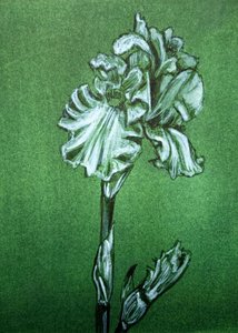 Elegante iris verde