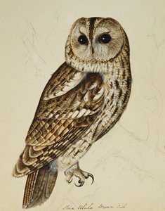 Búho pardo (Strix Ulula) de Rev. C. Atkinson
