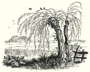 Hans Christian Andersen: El Trigo Sarraceno