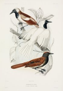 Hormigueros de John Pardon