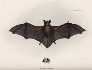 Murciélago, América del Sur, c. 1832-1836 de John Pardon