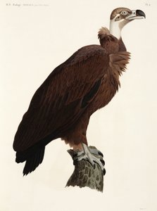 Buitre pardo, Egipto de John Pardon
