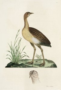 Avutarda de John Pardon