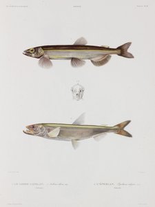Capelán y eperlán, Islandia, principios del siglo XIX de John Pardon