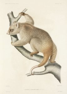 Cuscus