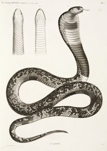 Cobra egipcia de John Pardon