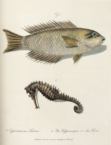 Pez y caballito de mar de John Pardon