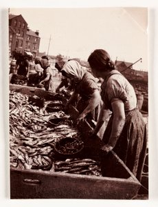 Pesca, mujeres pescadoras clasificando pescado, puerto de Whitby, North Yorkshire, c. 1905 de John Pardon