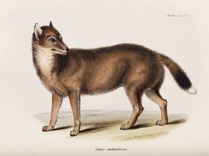 Zorro, Islas Malvinas, c. 1832-1836