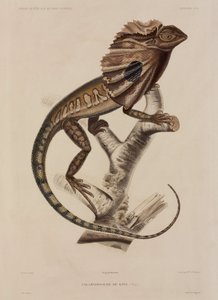 Lagarto de cuello frill