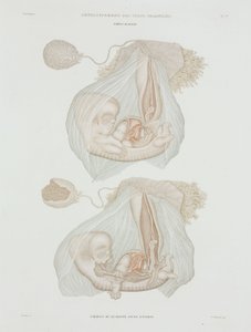 Ginecología feto humano a los 40 días, c. 1847-1859