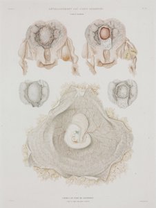 Ginecología útero humano con embrión, c. 1847-1859 de John Pardon