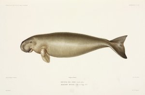 Dugongo Halicore
