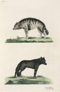 Hiena y lobo de John Pardon