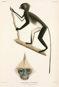 Monos, Sumatra, Indonesia de John Pardon