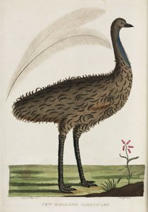 Casuario de Nueva Holanda, Australia, c. 1788