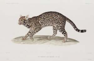 Ocelote, EE.UU. de John Pardon