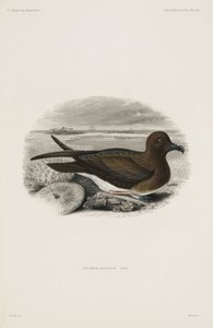 Petrel de John Pardon