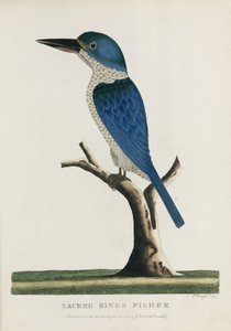 Martín Pescador Sagrado, Australia, c. 1788 de John Pardon