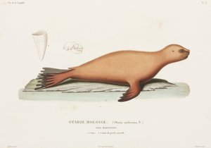 León marino, Islas Malvinas de John Pardon