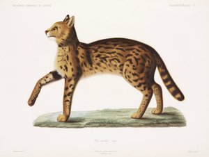 Serval, Argelia