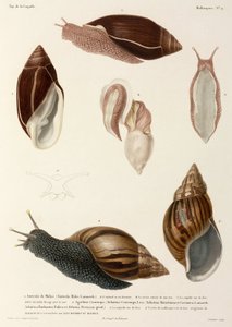 Caracoles, Nueva Guinea, Madagascar y Mauricio