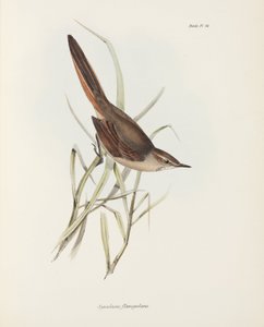 Colaespina, América del Sur, c. 1832-1836 de John Pardon