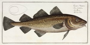 El Bacalao de John Pardon