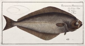 El Halibut de John Pardon