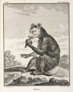 El Indri - un tipo de lémur, Madagascar de John Pardon