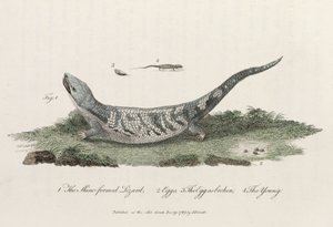 El lagarto de piel formada de John Pardon