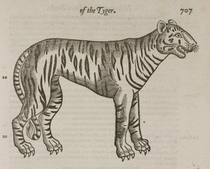 El Tigre de John Pardon