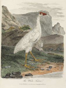 La Fulica Blanca de John Pardon