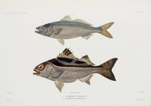 Dos tipos de peces de John Pardon