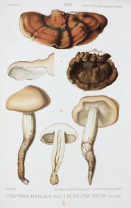 Dos tipos de hongos, c. 1874 de John Pardon
