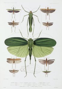 Tipos de insectos, Tenerife e Indonesia