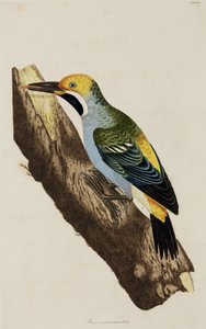 Pájaro carpintero