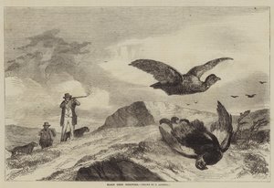 Caza de gallo negro de Richard Ansdell